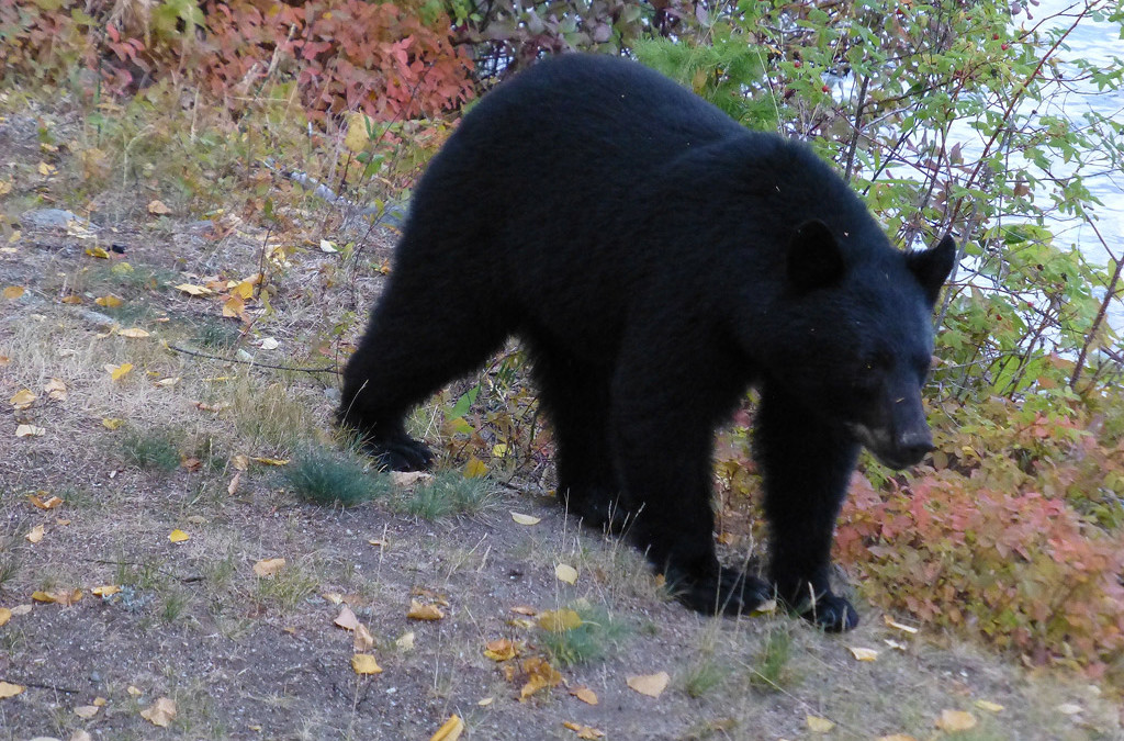 Wildlife